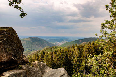 Scenic view of forest against sky