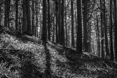 Trees in forest