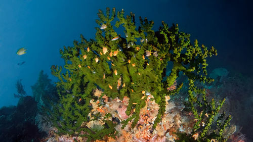 View of fish swimming underwater