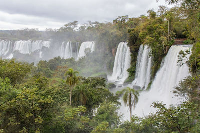 Scenic view of waterfall in forest