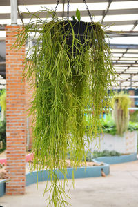 Close-up of plant hanging on tree