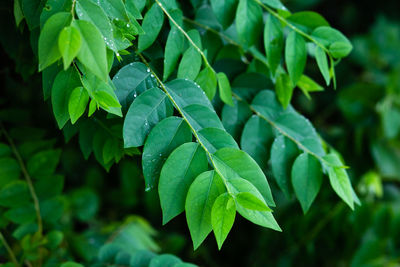 Close-up of wet plant leaves