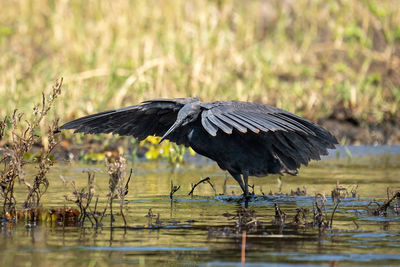 Black heron spreading wings to catch fish