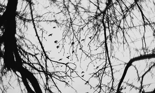 Low angle view of bare trees against sky