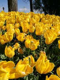 Close-up of yellow flowering plants