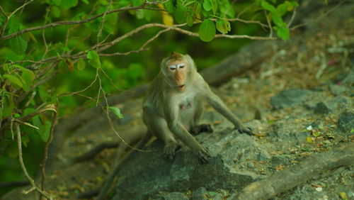 Monkey looking away on tree