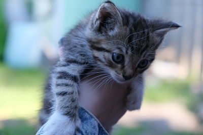 Close-up of kitten looking away