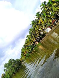 Low angle view of coconut palm tree against sky