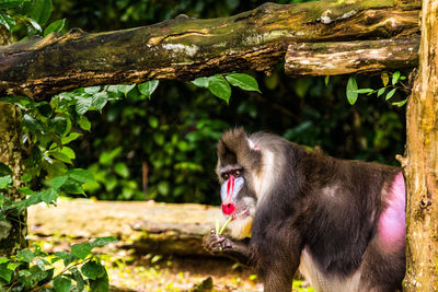 Monkeys in a forest