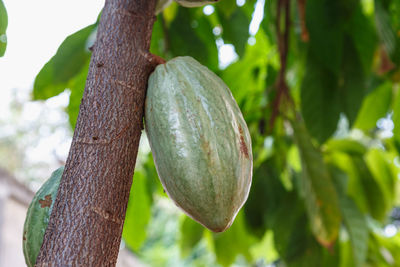 Close-up of fruit growing on tree