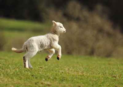Rabbit on grassy field