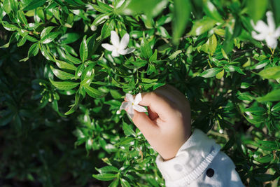 Cropped hand of girl picking white flower