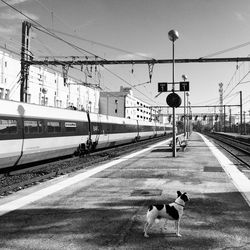 Dog standing on platform at railroad station