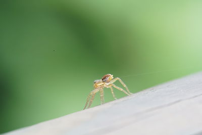 Close-up of spider on wood