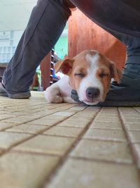 Low section of dog on floor