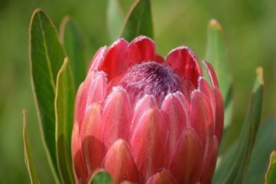 Close-up of pink protea