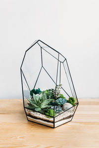 Plants on table against white background