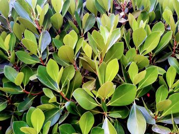 Full frame shot of green leaves