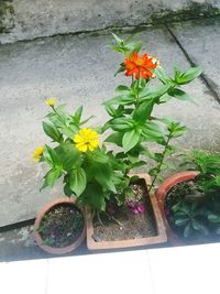 High angle view of potted plant