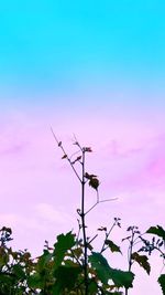 Low angle view of pink flowering plant against sky