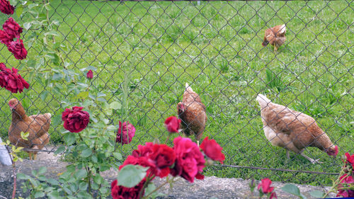 View of birds on plants