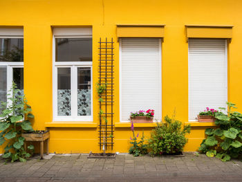 Plants on sidewalk against yellow building