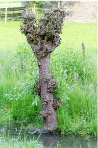 Tree trunk on field by lake