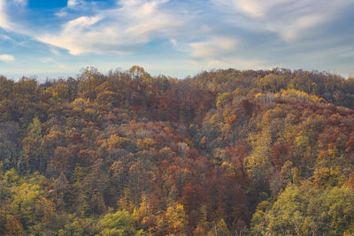 Scenic view of trees against sky during autumn