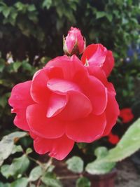 Close-up of pink rose