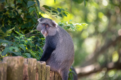 Monkey sitting on tree