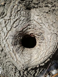 Close-up of hole on tree trunk
