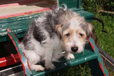 Close-up portrait of dog