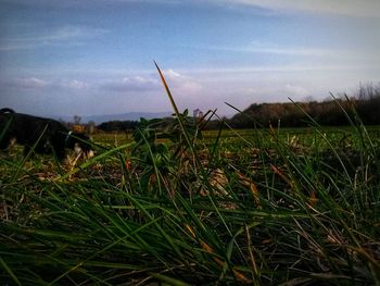 Close-up of grass on field against sky