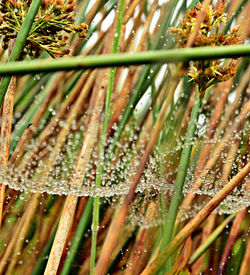 Close-up of bamboo plants