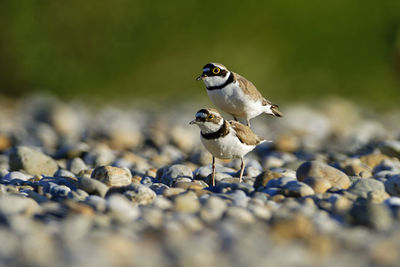 The little ringed plover mating on gravel bar from the drava river