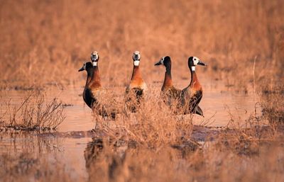 Birds playing on muddy ground