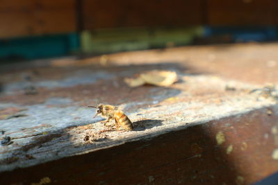 Close-up of lizard