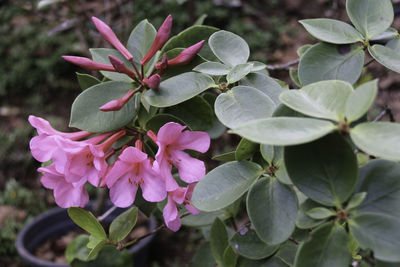 Close-up of pink flowers blooming on tree