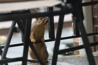 Close-up of squirrel