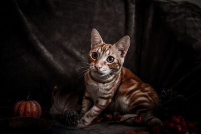 Close-up portrait of tabby cat