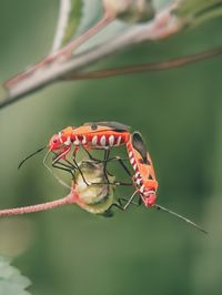 Close-up of insect on leaf