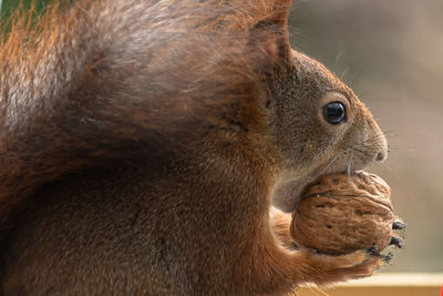 Close-up of squirrel