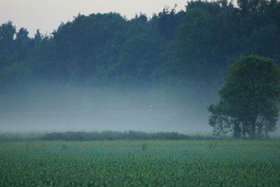 Trees on field