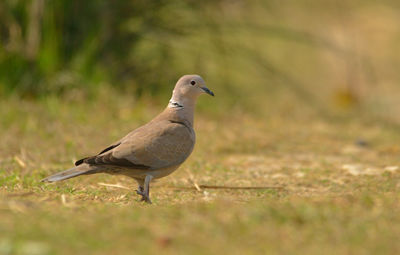 Close-up of bird perching on a land