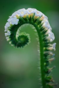 Close-up of flowering plant