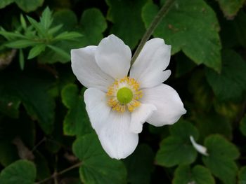 Close-up of white flower