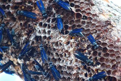 High angle view of bee on blue sea