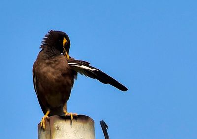 Low angle view of myna perching on metal against clear blue sky