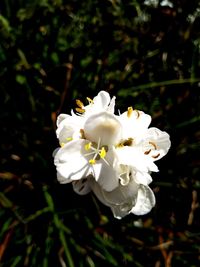 Close-up of white flowering plant