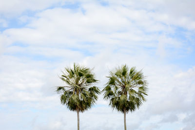 Low angle view of palm trees against cloudy sky